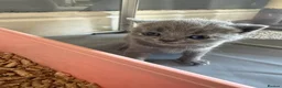 British Shorthair cats for sale: Stunning Litter of GCCF British Shorthairs - Advert 7