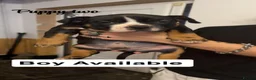 American Bully dogs for sale: Pocket Bully Puppies - Advert 7