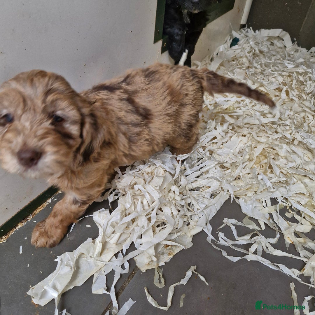 Cockapoo dogs for sale: Cockapoo puppies  - Image 7
