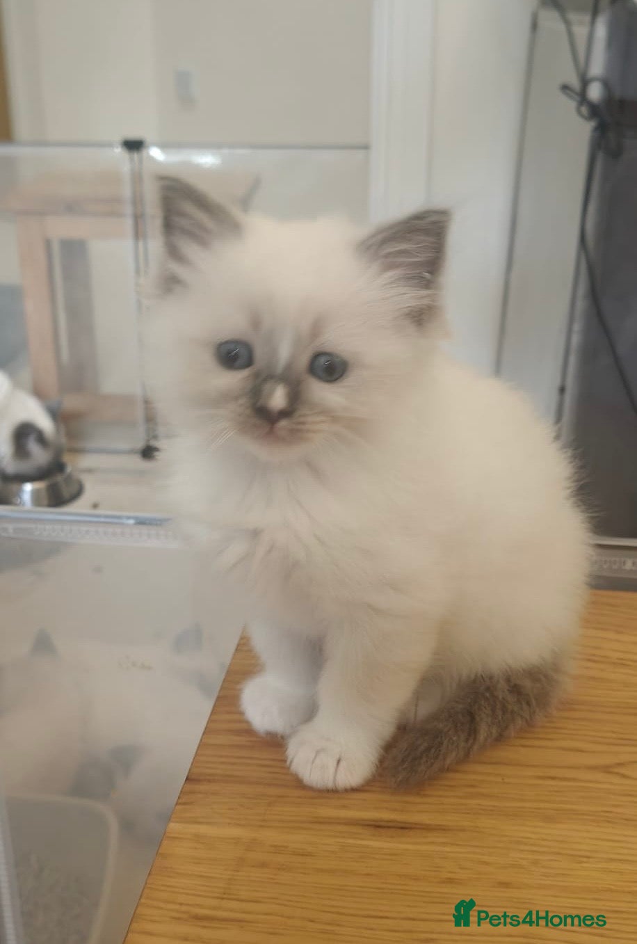 Ragamese cats 3 GIRLS LEFT! TWO SIAMESE AND ONE RAGDOLL - Advert 2
