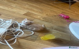 Domestic Shorthair cats for sale: 8 weeks old kittens for sale  - Image 3