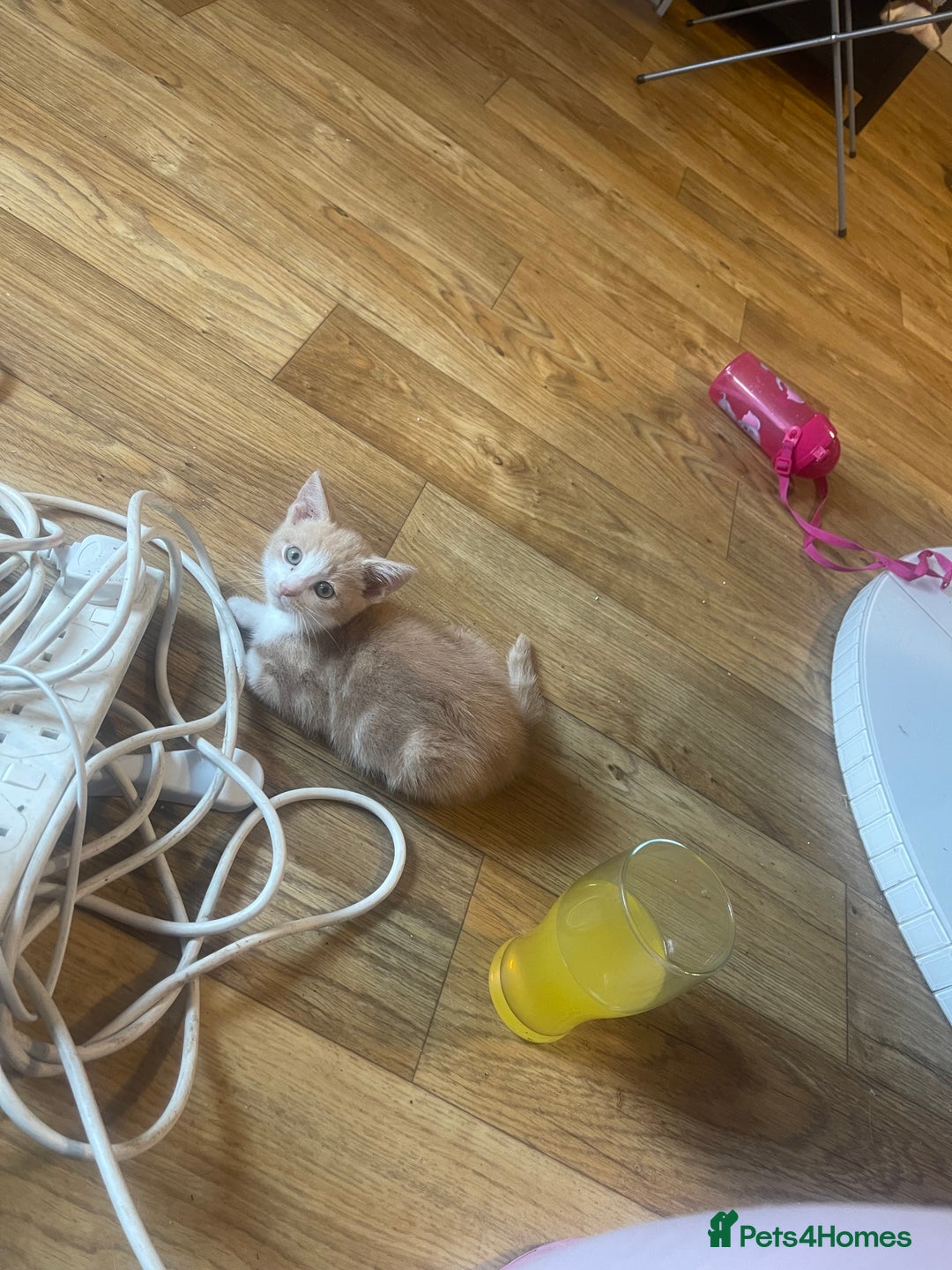 Domestic Shorthair cats for sale: 8 weeks old kittens for sale  - Image 3