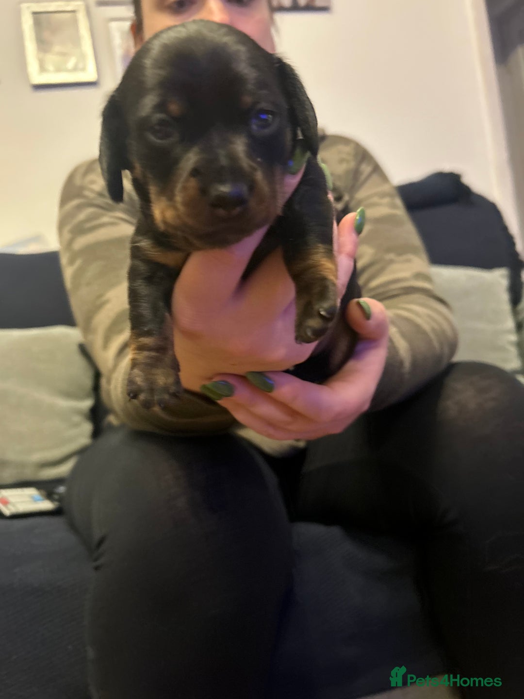 Miniature Dachshund dogs for sale: Beautiful miniature dachshunds  - Advert 6