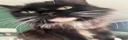Maine Coon cats for sale: Maine Coon Kittens  - Advert 28