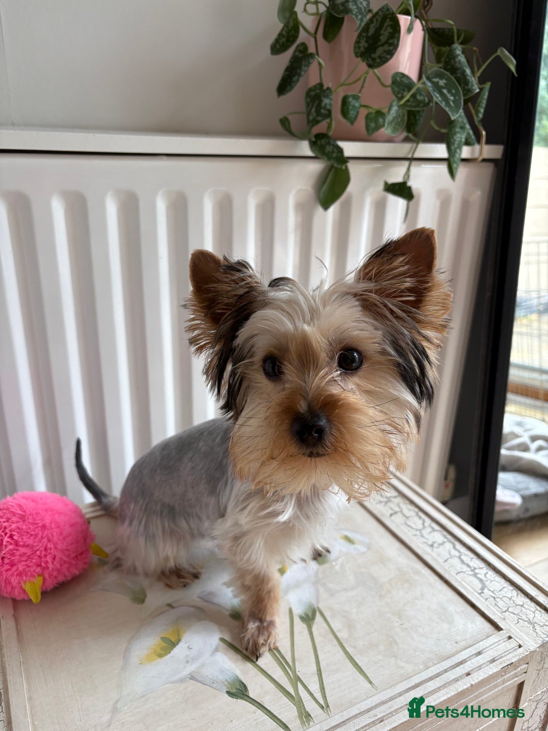 Yorkshire Terrier dogs for sale: Mini Yorkshire terrier puppy  - Image 2