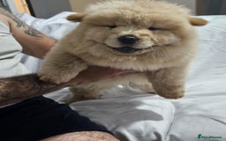 Chow Chow dogs for sale: chow chow puppy - Image 7