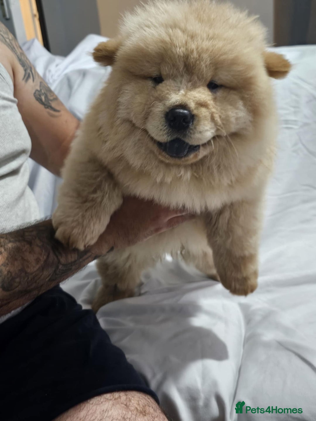 Chow Chow dogs for sale: chow chow puppy - Image 7