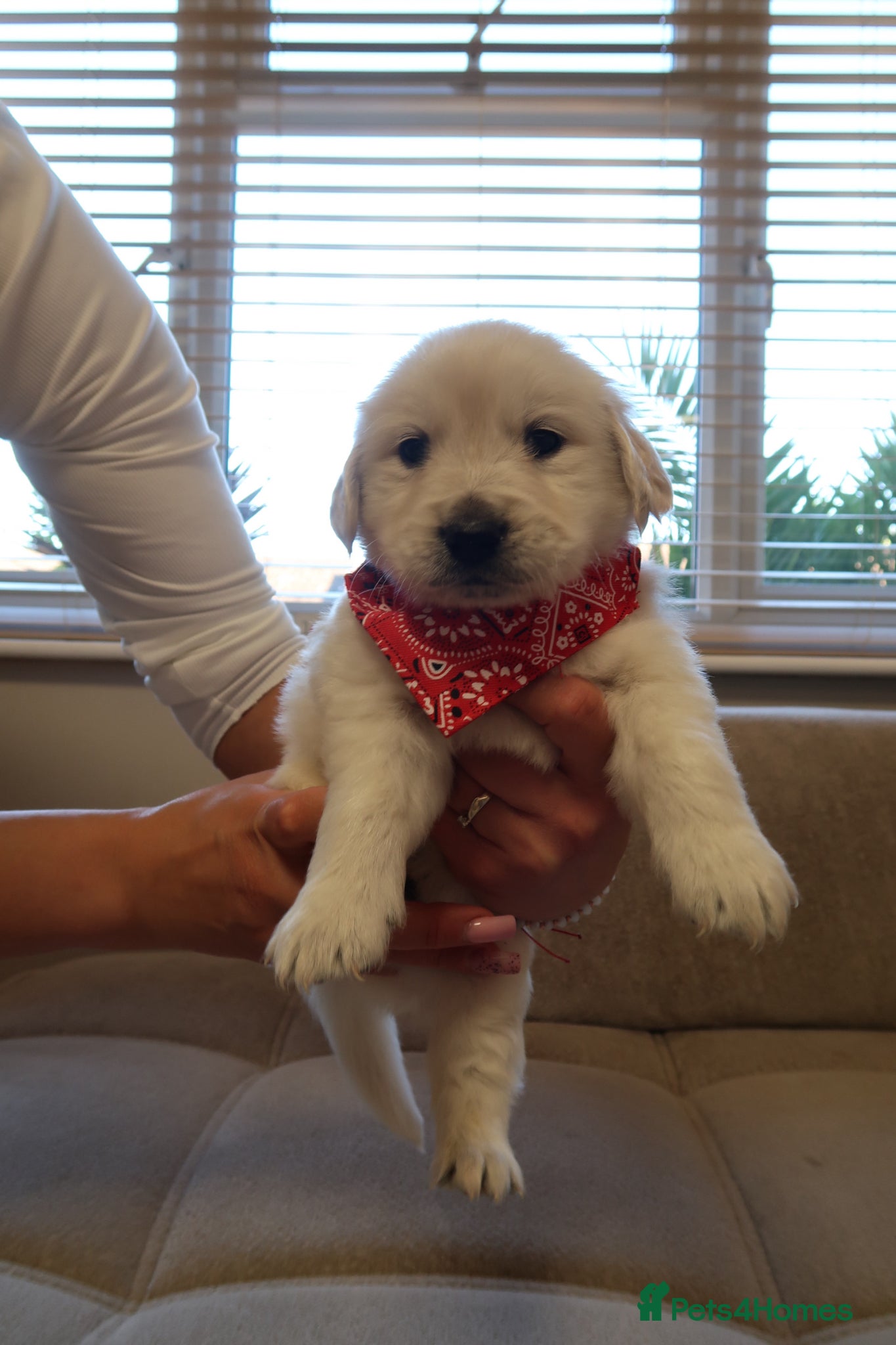 Golden Retriever dogs for sale: Pure bread puppies - Advert 10