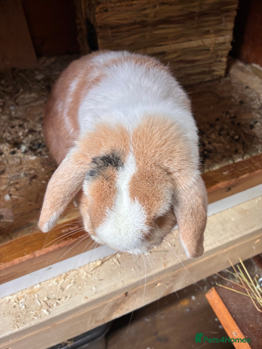 Dwarf Lop rabbits for sale: Dwarf lop eared - Image 7