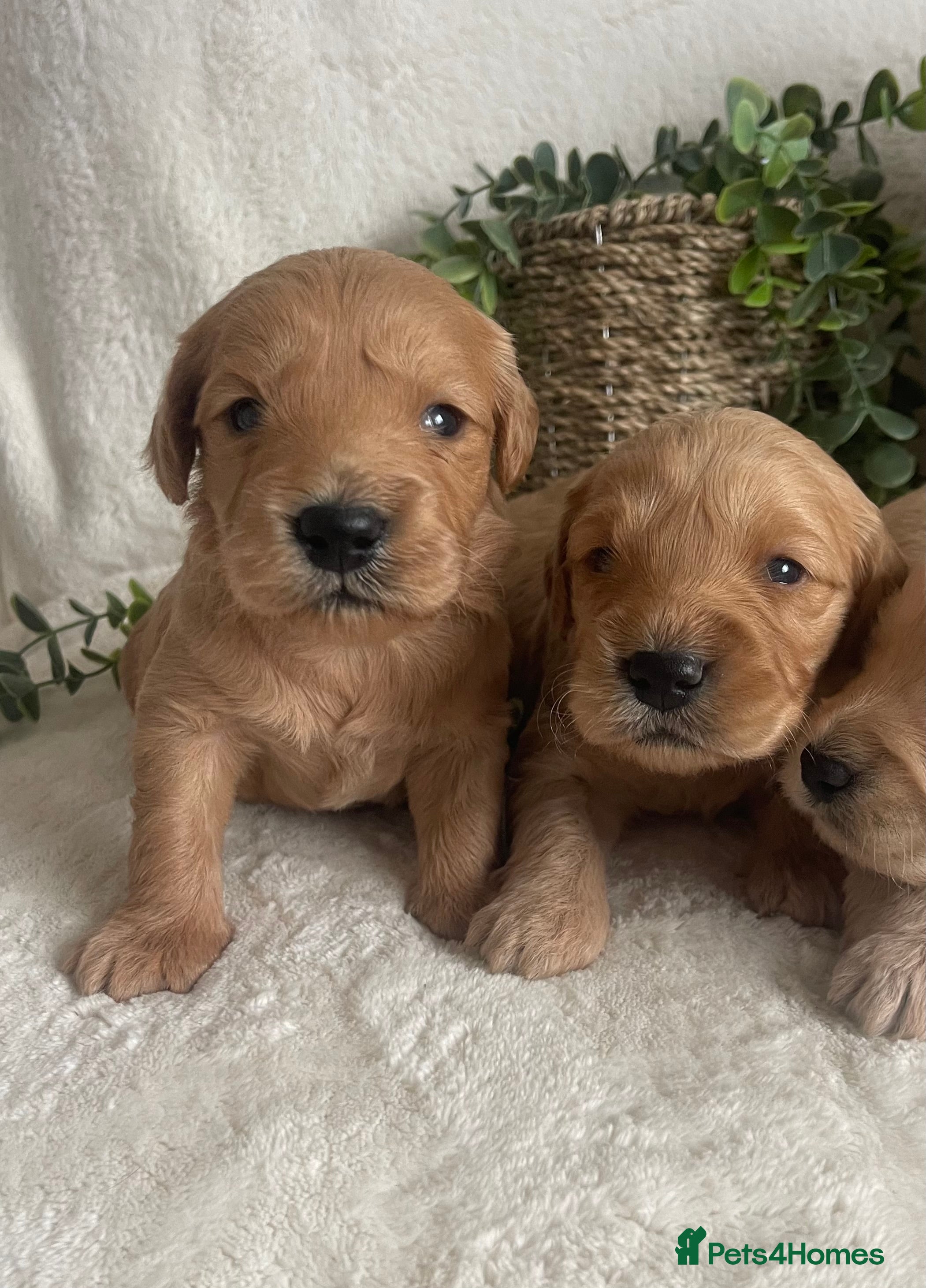 Mini Goldendoodle dogs STUNNING DNA TESTED MINI GOLDENDOODLE  - Advert 5