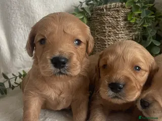 Mini Goldendoodle dogs STUNNING DNA TESTED MINI GOLDENDOODLE - Advert 5