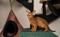Abyssinian cats for sale: Premium Abyssinian kittens-TICA- Champion Pedigree - Image 35