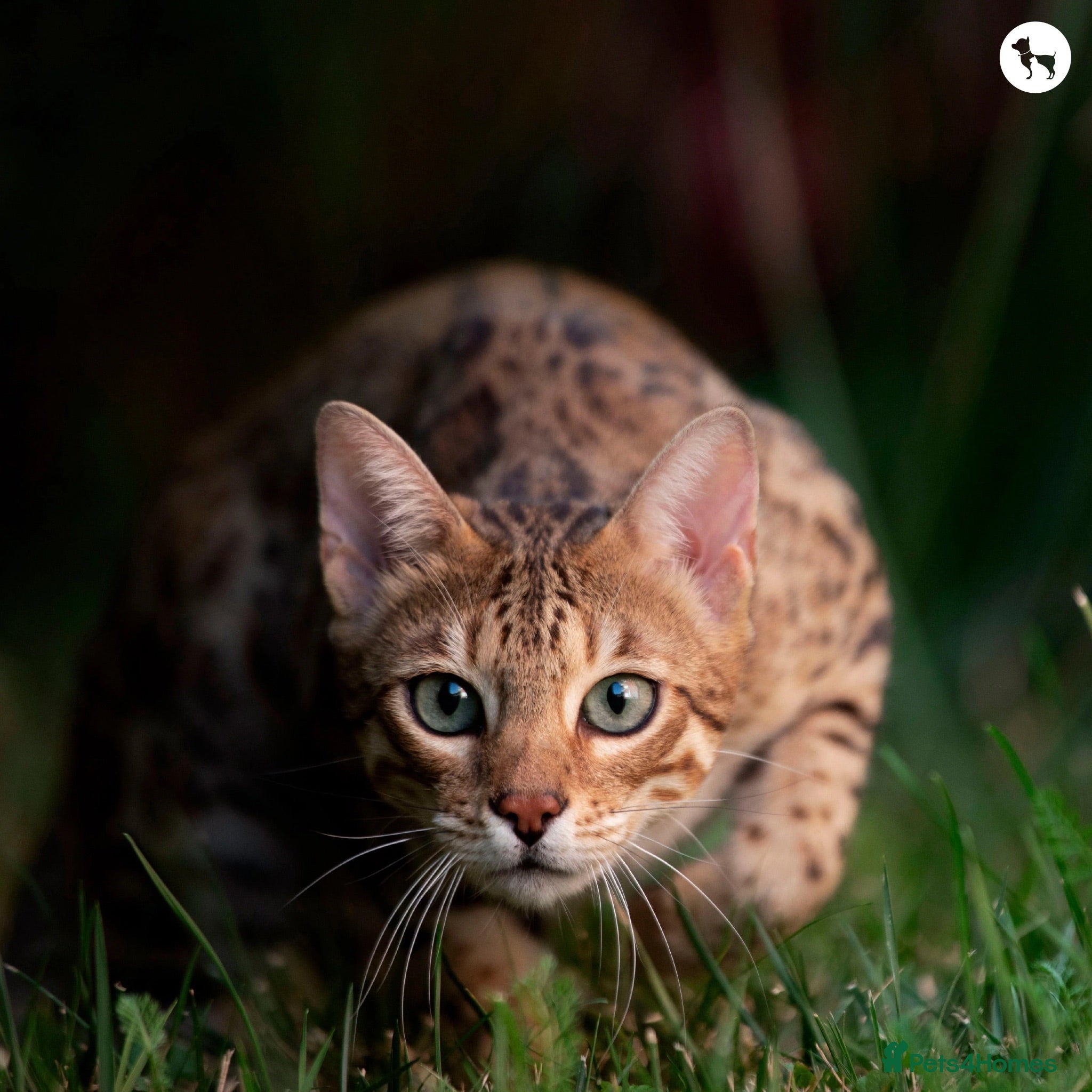 Bengal cats Need to sell my cat urgently  - Advert 1