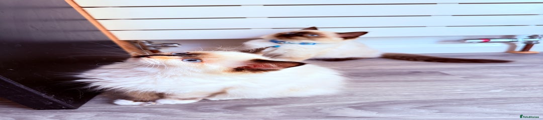 Ragdoll Kitten 3