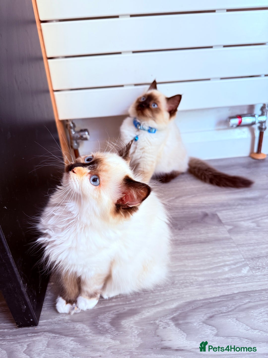 Ragdoll cats for sale: Last lovely ragdoll girl is waiting for U - Image 16