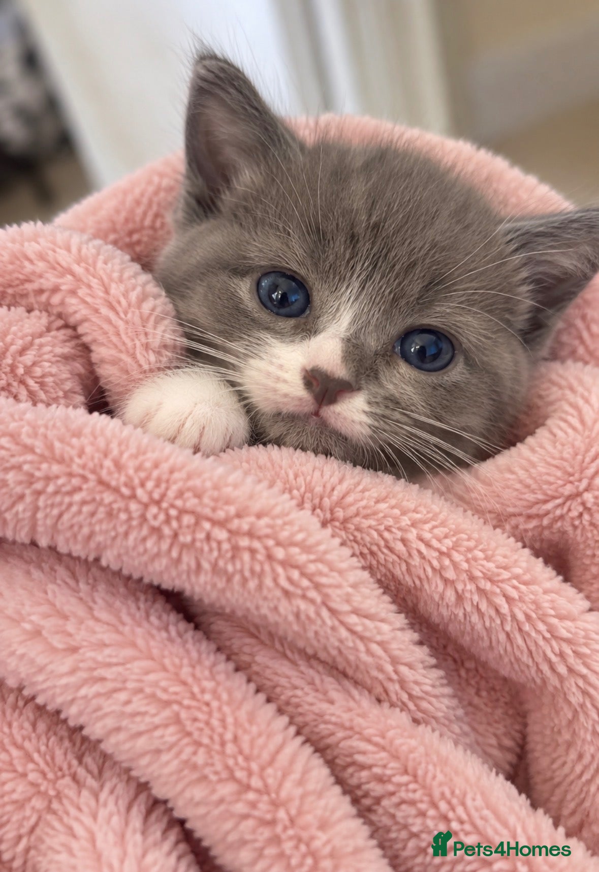 British Shorthair cats Stunning BsH X kittens ready now ❤️  - Advert 2