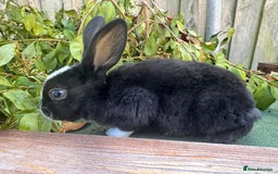 Mini Lop rabbits for sale: PUREBRED MINI LOP & MINI REX BABIES - Image 12