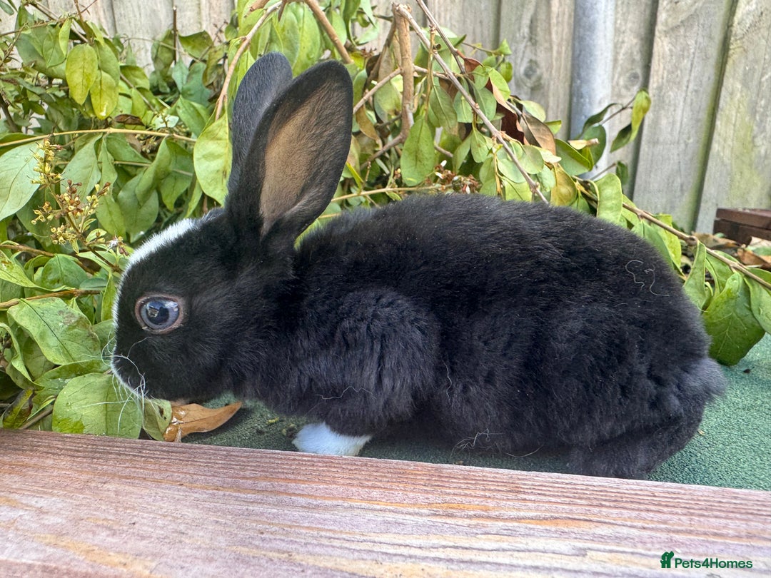 Mini Lop rabbits for sale: PUREBRED MINI LOP & MINI REX BABIES - Image 12