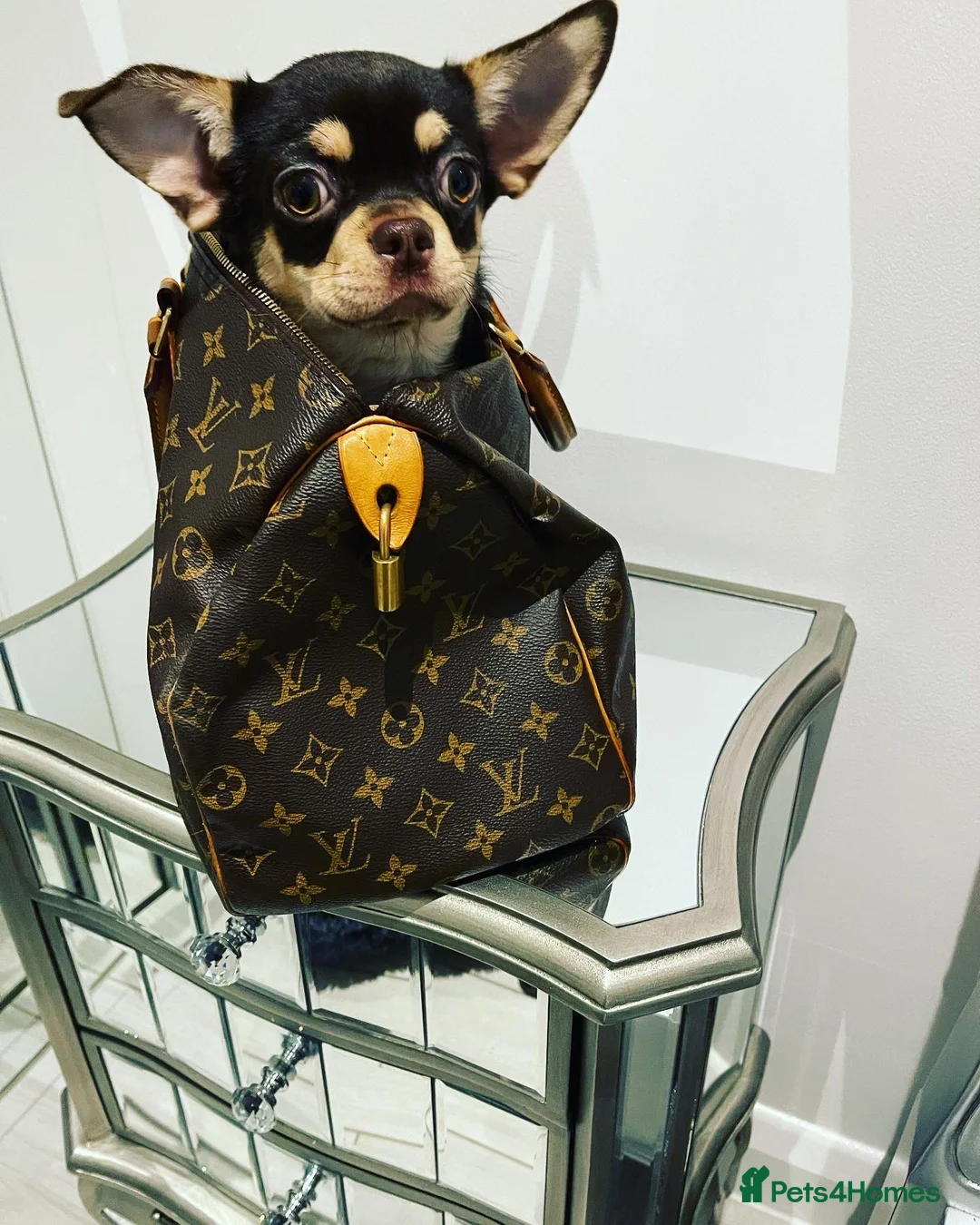 Chihuahua dogs for stud: STUNNING SMOOTH COAT CHIHUAHUA AVAILABLE AT STUD in Grays - Advert 12