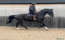 British Warmblood horses for sale: Prince - Great hunting potential / all rounder  - Image 2
