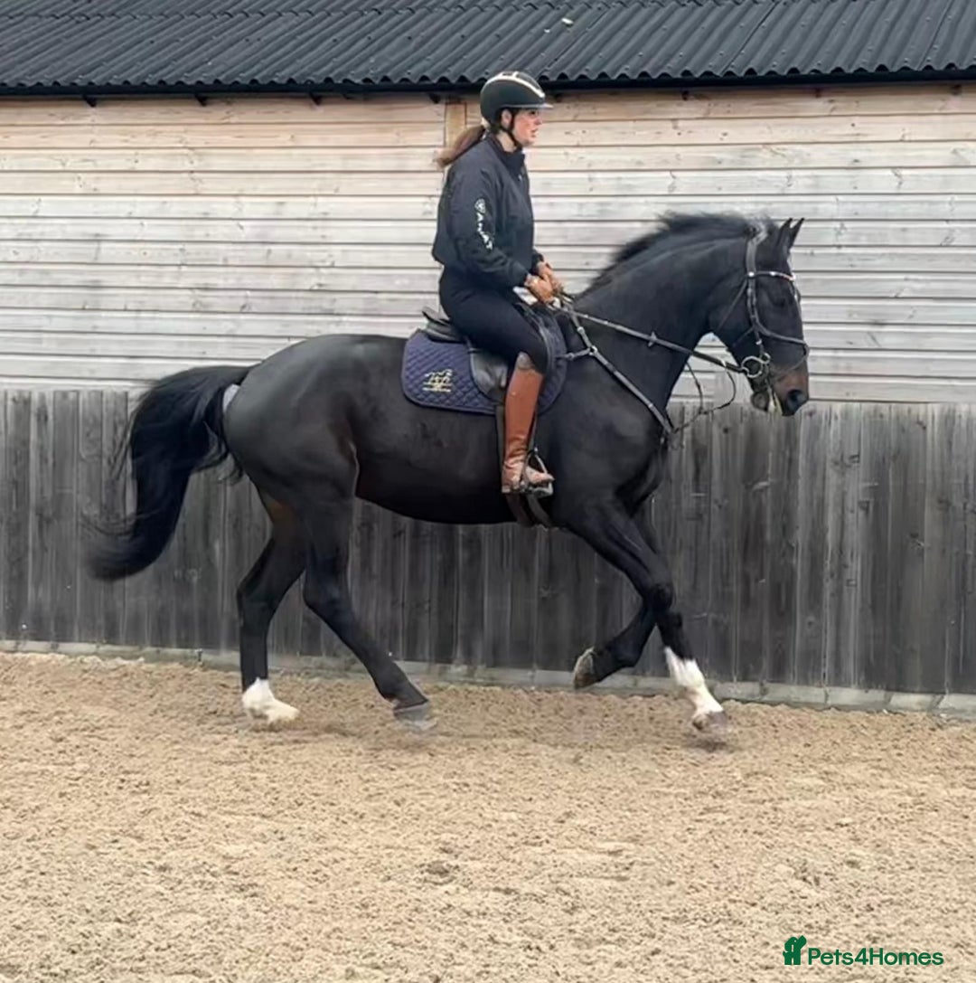 British Warmblood horses for sale: Prince - Great hunting potential / all rounder  - Image 2