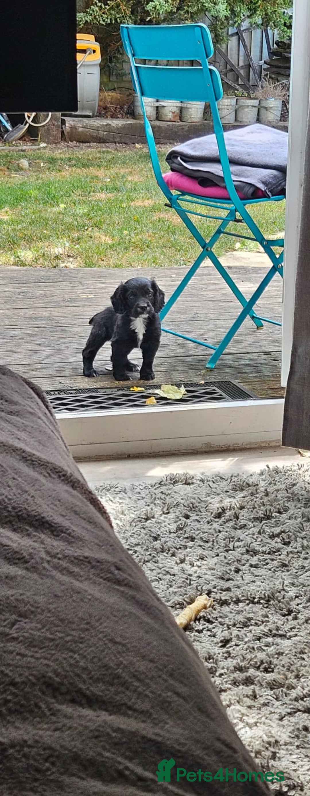 Cocker Spaniel dogs for sale: Cockerspaniel black girl - Image 2