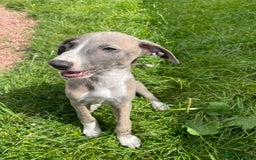 Lurcher dogs for sale: COLLIE WHIPPET X SALUKI GREYHOUND - Image 4