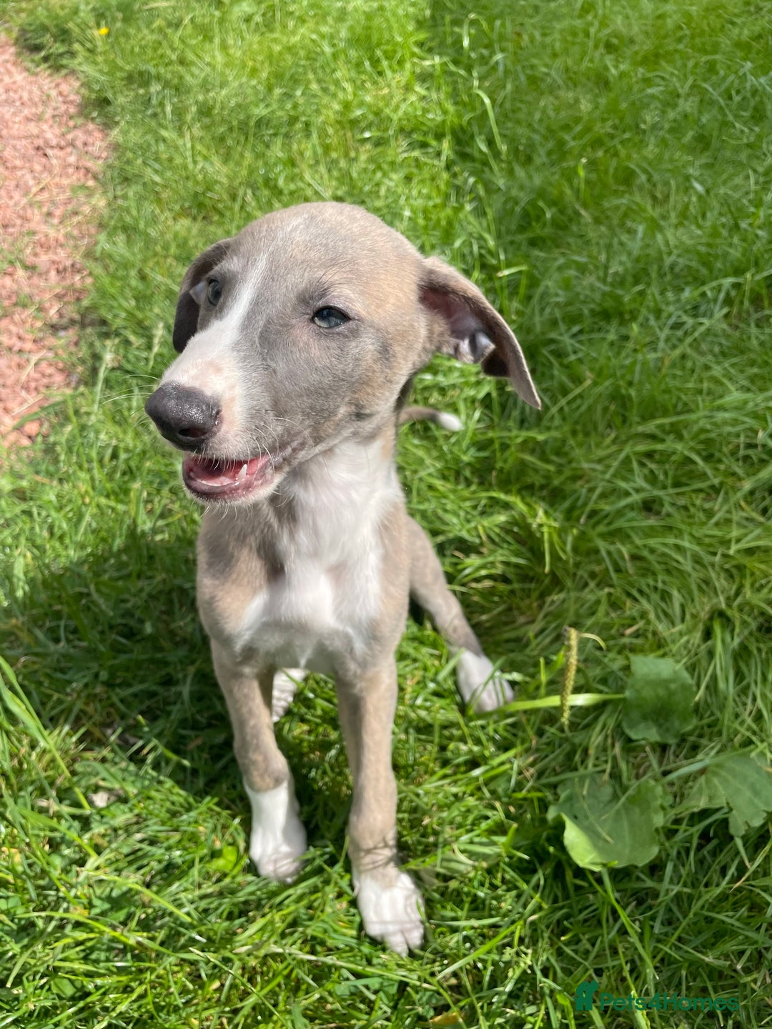 Lurcher dogs for sale: COLLIE WHIPPET X SALUKI GREYHOUND - Image 4