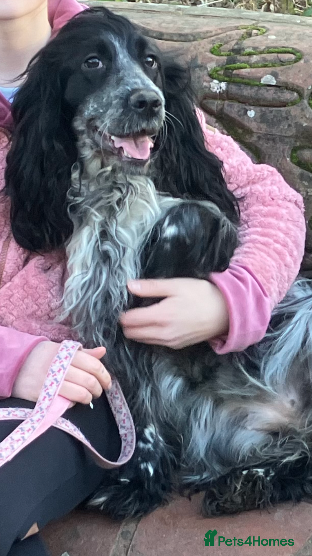 Cocker Spaniel dogs for sale: Beautiful show cocker springer spaniel  - Advert 3