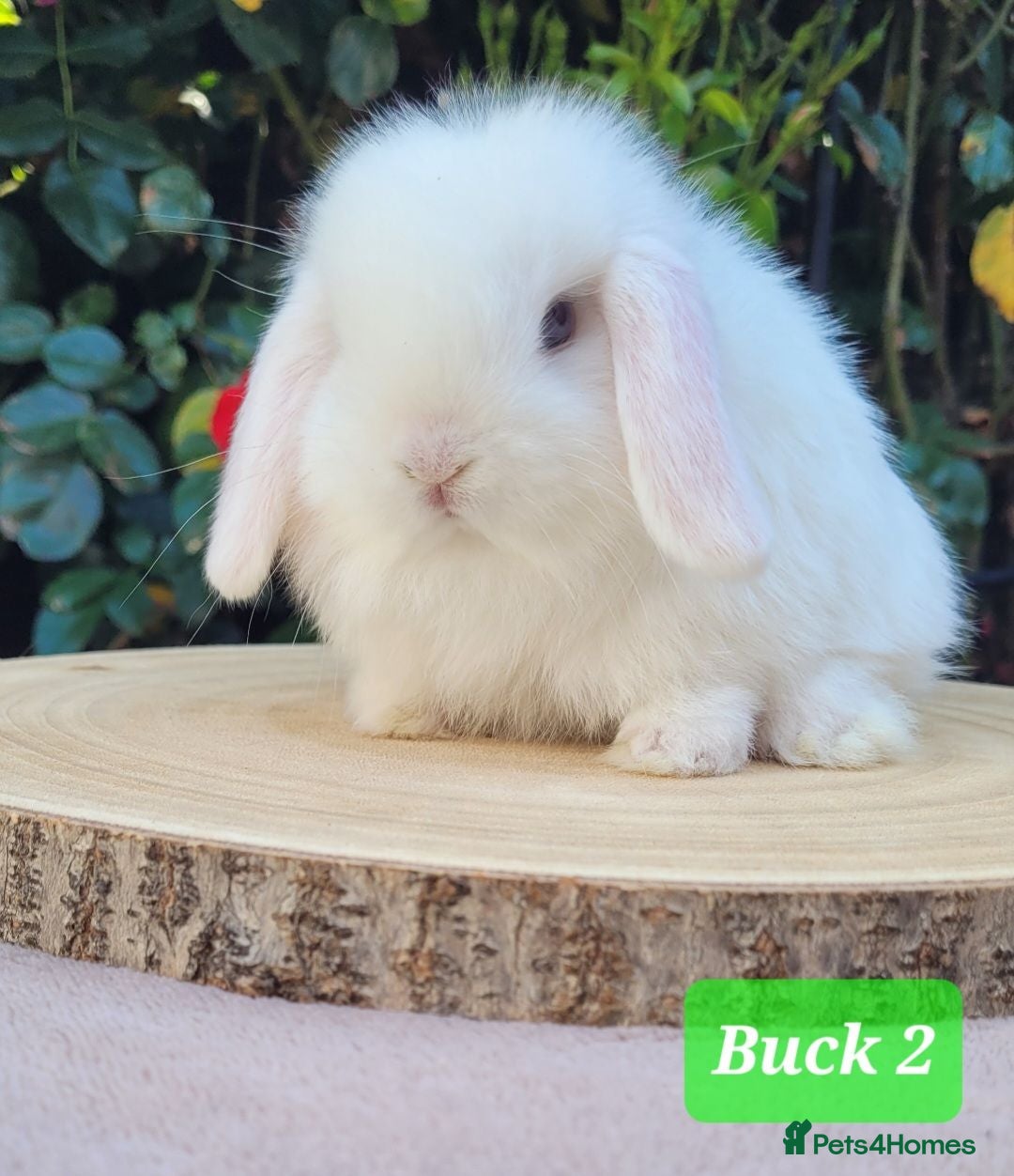 Mini Lop rabbits Beautiful pure bred mini lops - Advert 2