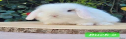 Mini Lop rabbits for sale: Beautiful pure bred mini lops - Advert 3