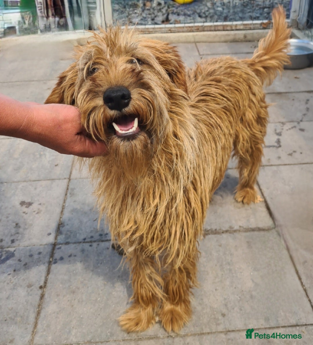 Soft Coated Wheaten Terrier dogs for adoption: Caramel. 15kg medium size  - Image 4