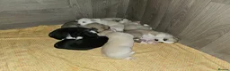 Huskita dogs for sale: Puppies for sale  - Advert 4