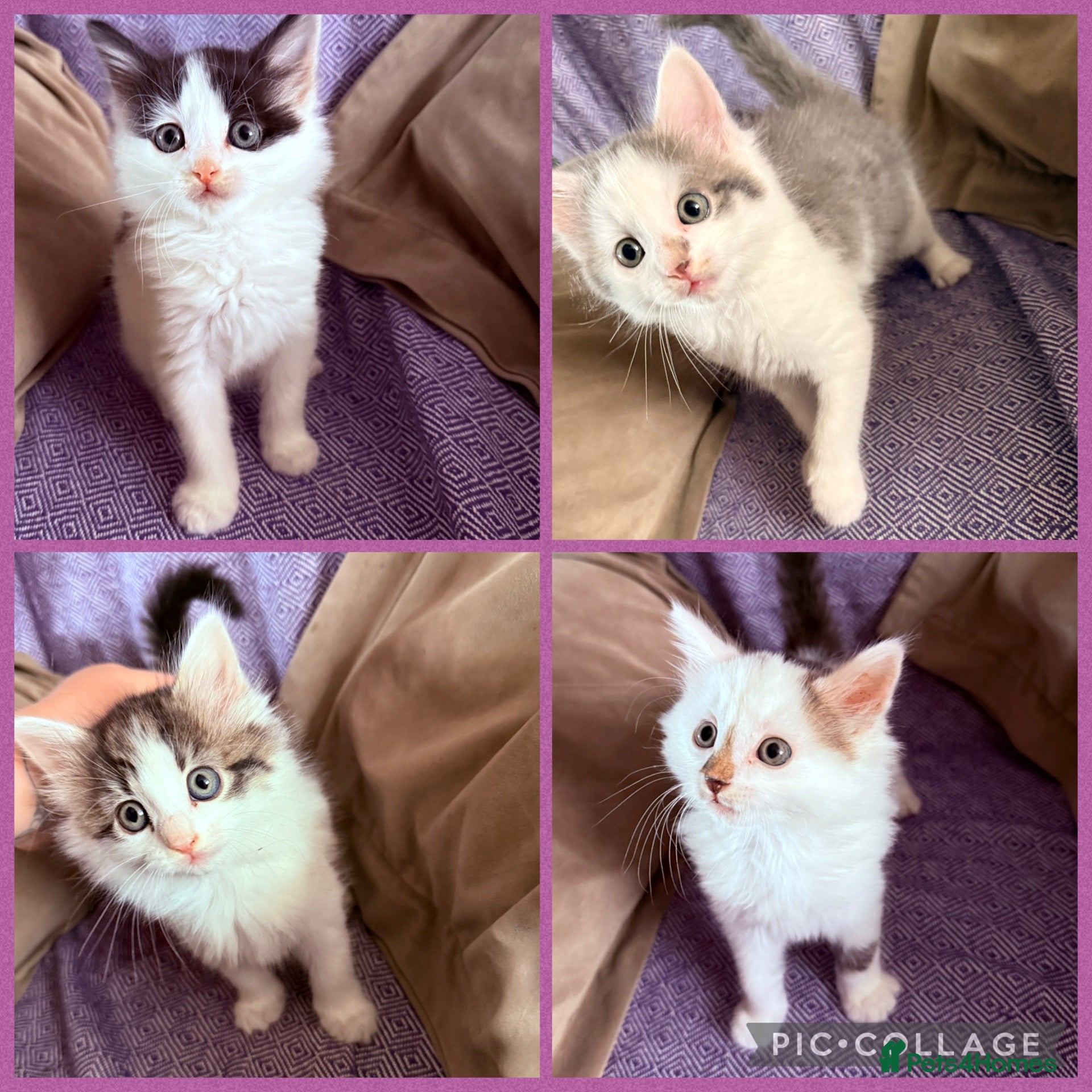 Mixed Breed cats Beautiful fluffy kittens  - Advert 1