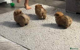 Pomeranian dogs for sale: Pom puppies - Image 6