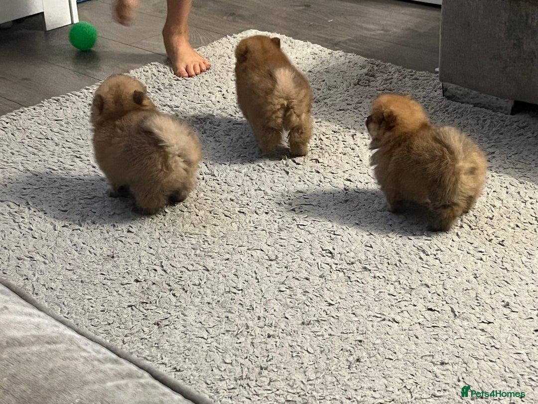 Pomeranian dogs for sale: Pom puppies - Image 6