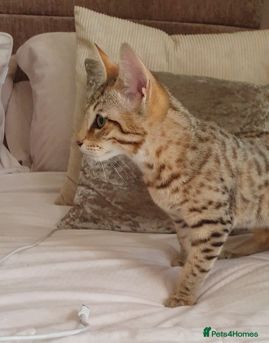 Savannah cats for sale: Fabulous F5 SBT Savannah Kittens! REDUCED! - Image 20