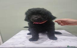 Goldendoodle dogs for sale: 🐾READY TO LEAVE🐾Standard goldendoodle - Image 19
