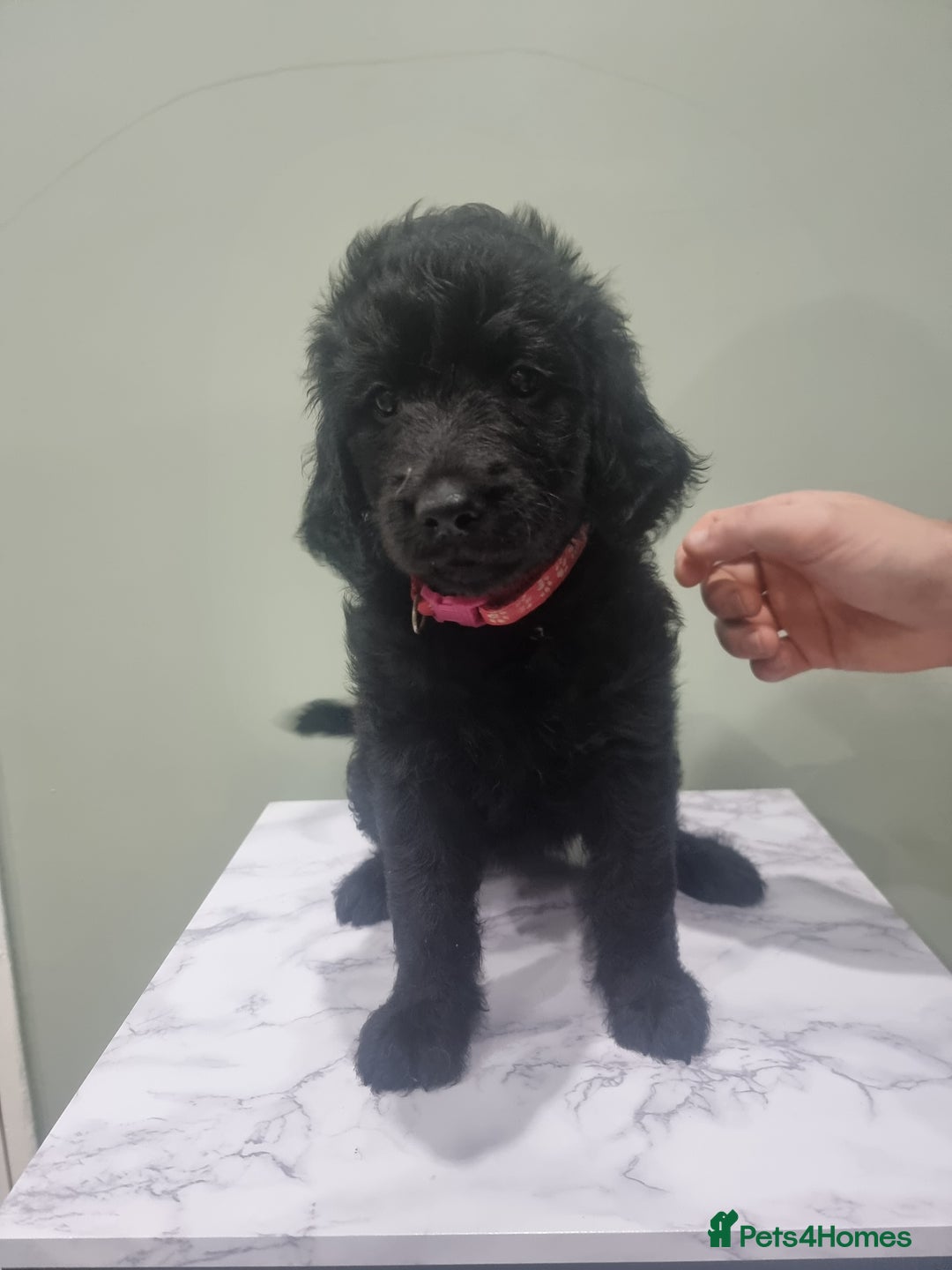 Goldendoodle dogs for sale: 🐾READY TO LEAVE🐾Standard goldendoodle - Image 19