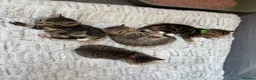 Mixed Breed cats for sale: Beautiful kittens  in Ipswich - Advert 10