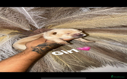 Chow Chow dogs for sale: Chow chow Puppies  - Image 6