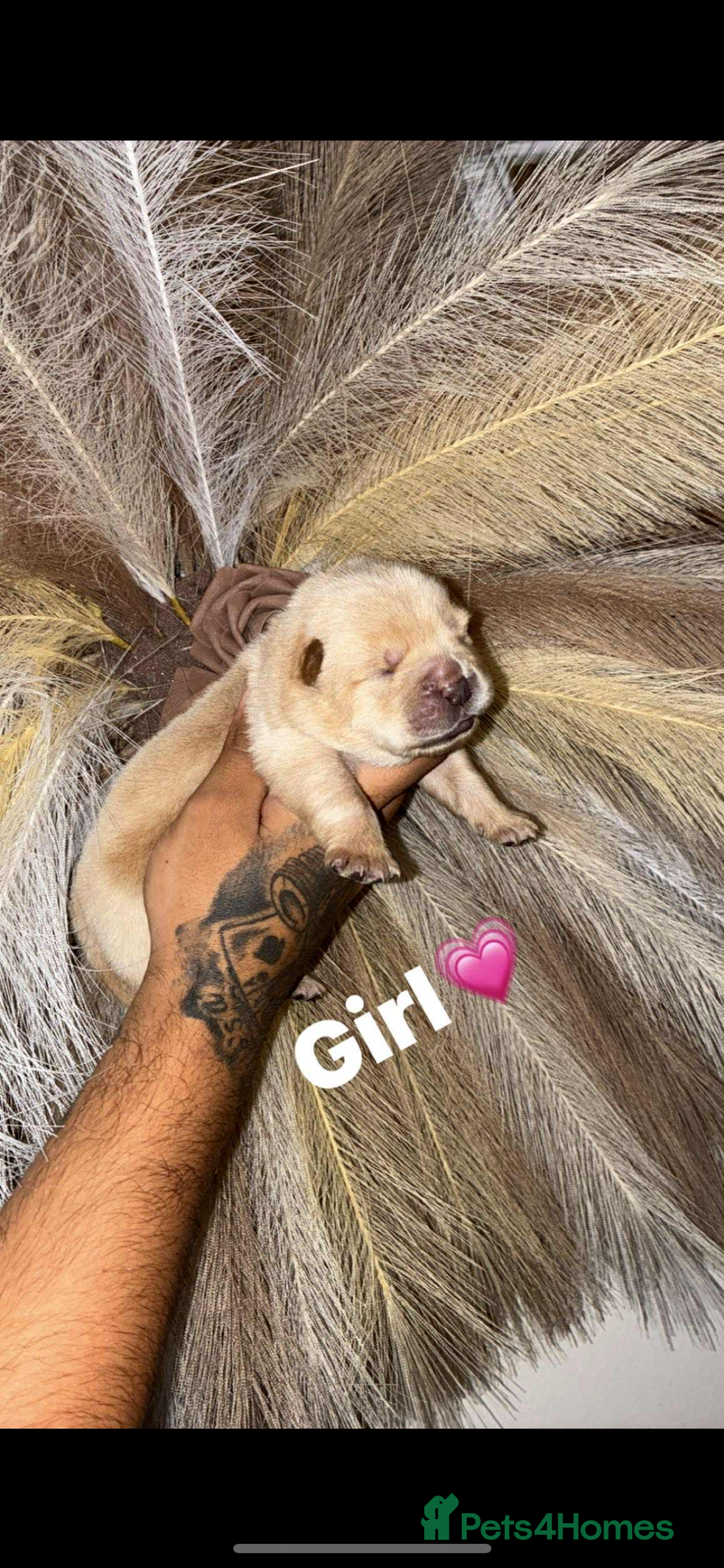 Chow Chow dogs for sale: Chow chow Puppies  - Image 6