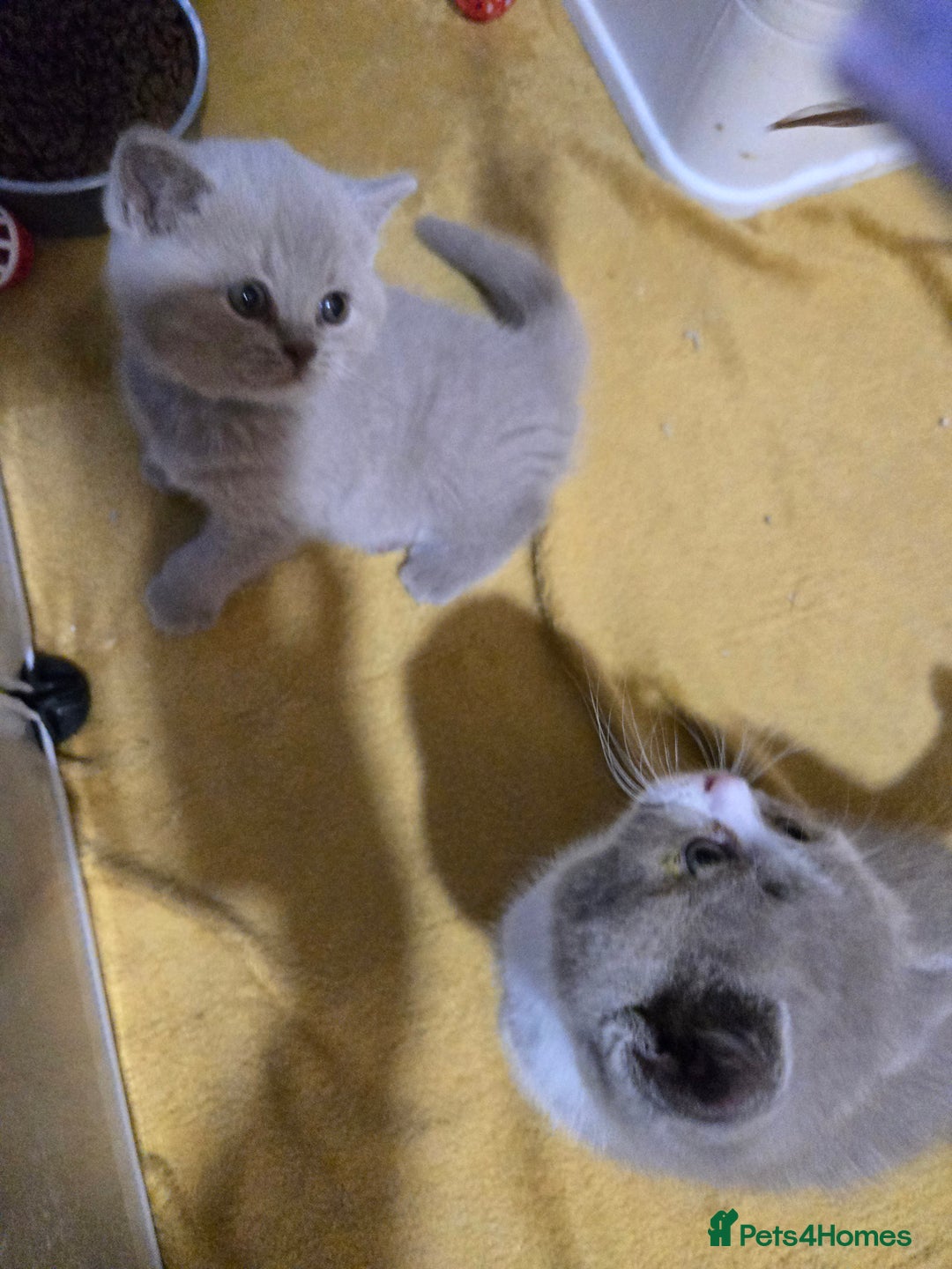 British Shorthair cats for sale: Full Britishshort hair kittens ready wendesday - Image 29