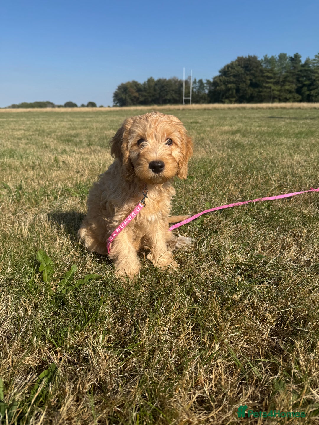 Cockapoo dogs for sale: Adorable Cockapoo Puppies  - Image 11