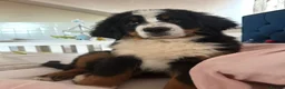 Bernese Mountain Dog dogs for sale: KC Registered Bernese Mountain Dog   - Advert 3