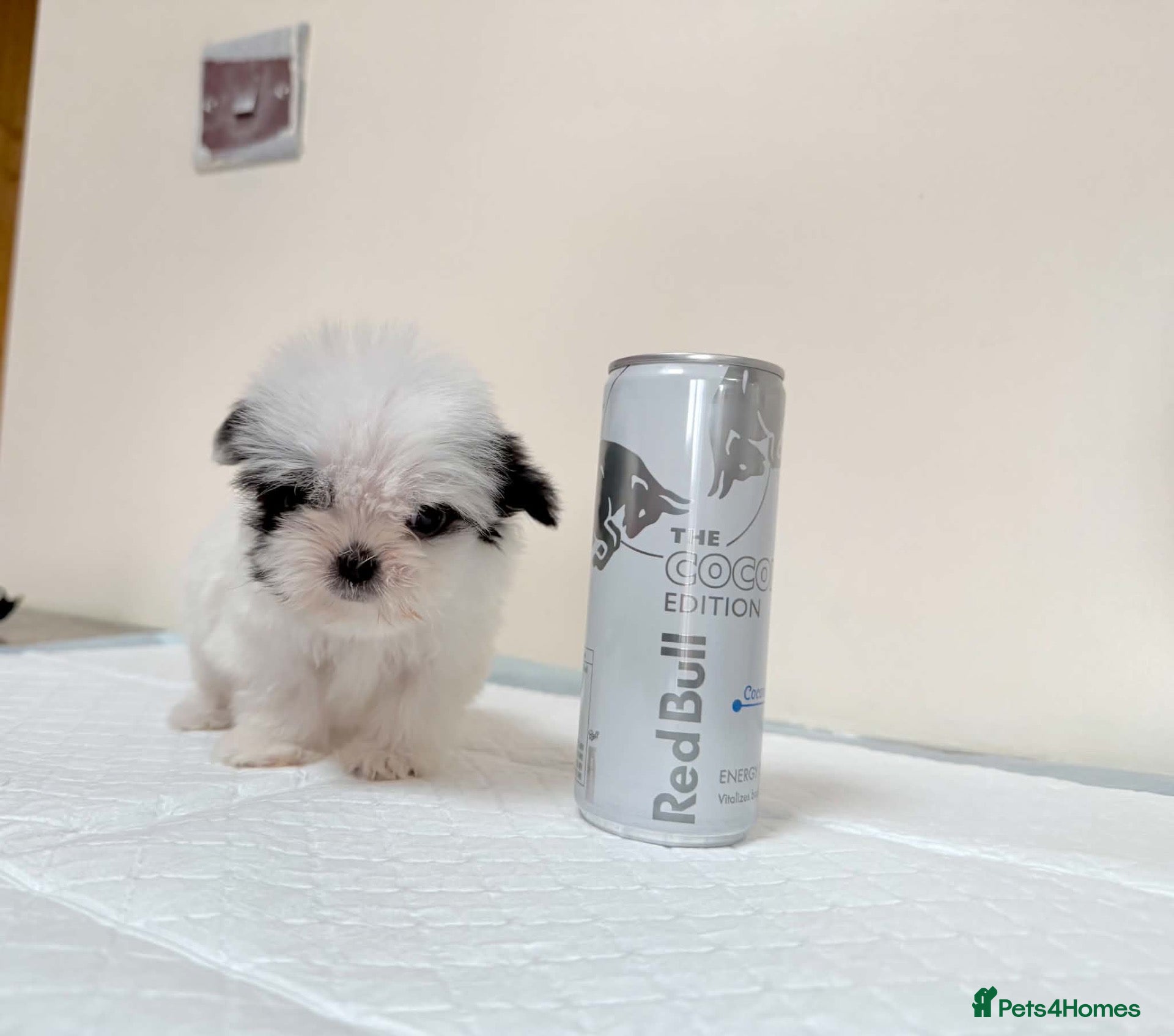 Malshi dogs RARE TINY MALSHI – A LITTLE PRINCESS!  - Advert 2