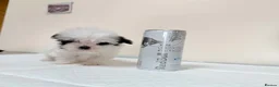 Malshi dogs for sale: RARE TINY MALSHI – A LITTLE PRINCESS!  - Advert 2