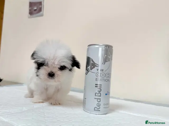 Malshi dogs RARE TINY MALSHI – A LITTLE PRINCESS! - Advert 2