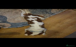 Cavalier King Charles Spaniel dogs for sale: Amazing boy looking for his forever home  - Advert 3