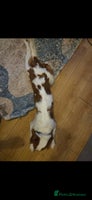 Cavalier King Charles Spaniel dogs Amazing boy looking for his forever home - Advert 2
